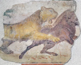Ein Tiger greift ein Wildschwein an, aus dem Amphitheater von Merida